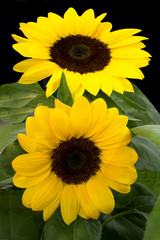 Obraz premium Pair bright yellow sunflowers