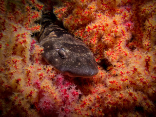 Fototapeta premium Leopard Shy-shark laying in a bright colored soft coral.