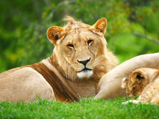 Lion