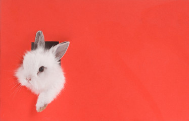 white rabbit on a red background