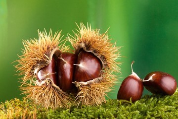 Castagne con riccio  e muschio