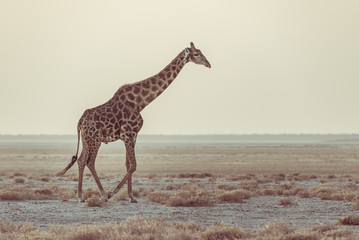 Giraffe walking in the bush on the desert pan at sunset. Wildlife Safari in the Etosha National Park, the main travel destination in Namibia, Africa. Profile view, scenic soft light.