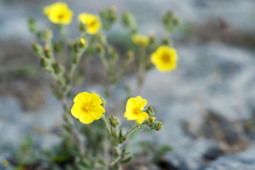 Cultivar shrubby cinquefoil or Dasiphora fruticosa