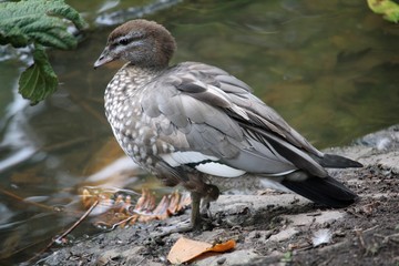 Canard australien