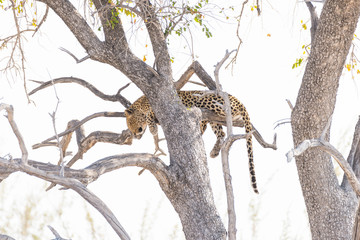 Leopard perching from Acacia tree branch against white sky. Wildlife safari in the Etosha National Park, main travel destination in Namibia, Africa.