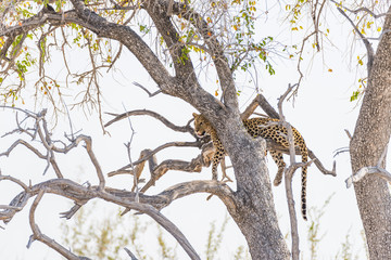 Fototapeta na wymiar Leopard perching from Acacia tree branch against white sky. Wildlife safari in the Etosha National Park, main travel destination in Namibia, Africa.