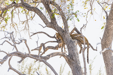 Leopard perching from Acacia tree branch against white sky. Wildlife safari in the Etosha National Park, main travel destination in Namibia, Africa.