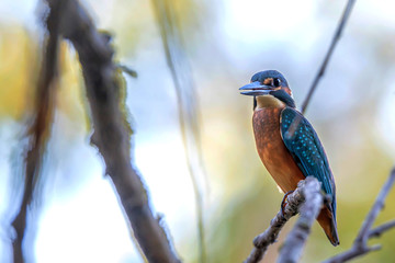 Kingfisher or Alcedo atthis perches on branch
