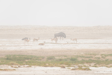 Herd of antelopes grazing in the desert pan. Sand storm and fog. Wildlife Safari in the Etosha National Park, famous travel destination in Namibia, Africa.