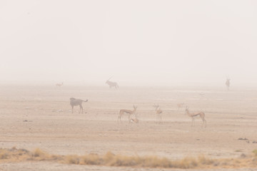 Fototapeta na wymiar Herd of antelopes grazing in the desert pan. Sand storm and fog. Wildlife Safari in the Etosha National Park, famous travel destination in Namibia, Africa.
