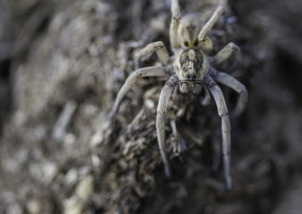 Wolf Spider Hogna radiata