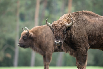 Bison d'Europe