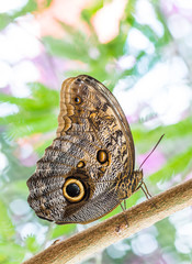 Fototapeta premium Tropical owl butterfly