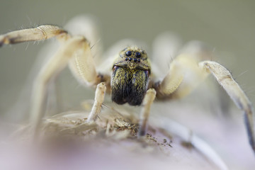Wolf Spider Hogna radiata