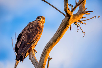 Steppe eagle or Aquila nipalensis sits on a tree