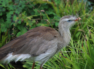 red-legged seriema