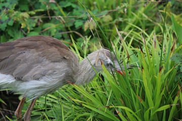 red-legged seriema