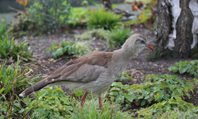 red-legged seriema