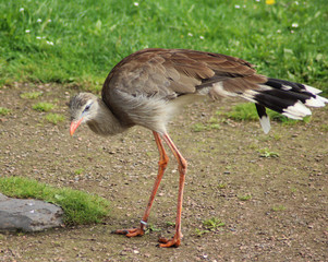 red-legged seriema