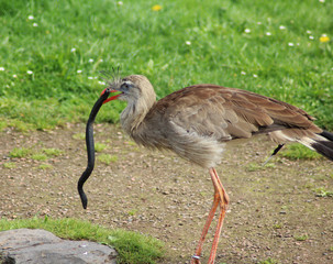 red-legged seriema