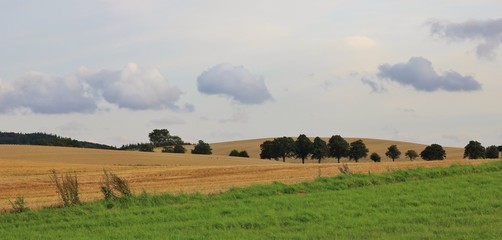 Fototapeta na wymiar Rural landscape in Moen, Denmark. Green meadow and wheat field.