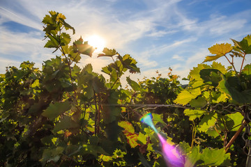 Green vineyard in Rheinhessen with sunshine and blue sky	