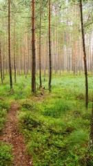 Тропинка в лесу