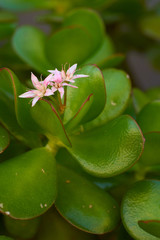 Plant flowers and green leaves