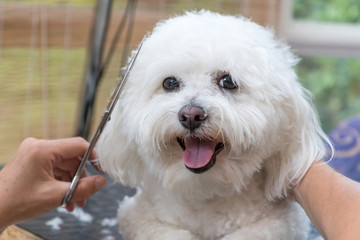 Closeup view of groomed smiling cute white Bolognese dog. The dog is looking at the camera. 