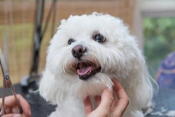Closeup view of groomed cute white Bolognese dog. The dog is looking at the groomer.