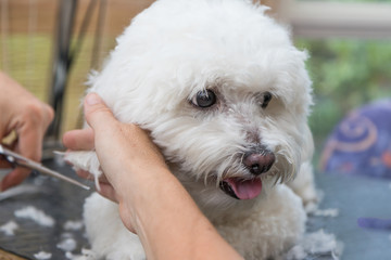 Closeup view of cutting ears of cute white Bolognese dog.