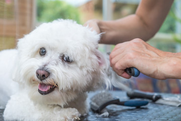Closeup view of combing ears of the white Bolognese dog. The dog is shyly looking at the camera. 