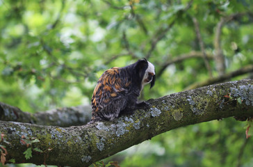 emperor tamarin (Saguinus imperator)