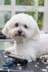 Cool white Bolognese dog is lying on the grooming table. Grooming tools are lying in front of him. The dog is looking at the camera. Vertically. 