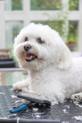Cute  white Bolognese dog is lying on the grooming table. Grooming tools are lying in front of him. The dog is looking sideways. Vertically. 