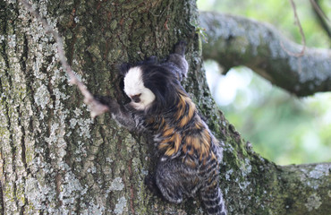 emperor tamarin (Saguinus imperator)