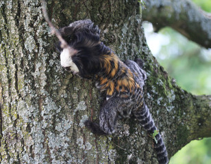 emperor tamarin (Saguinus imperator)