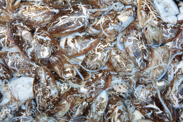 Tintenfisch auf dem Fischmarkt in Catania. Sizilien