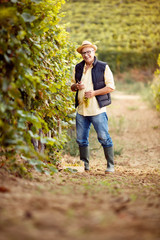 winemaker in the vineyard.