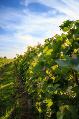 Fototapeta na wymiar Green vineyard in Rheinhessen with sunshine and blue sky 
