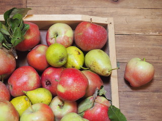 Naklejka na ściany i meble manzanas y fruta de la huerta