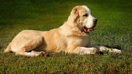 Central asian shepherd dog