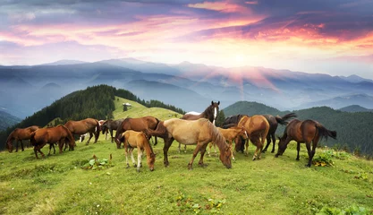 Fotobehang Free Carpathian stallions © panaramka