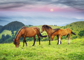 Fototapeta na wymiar Free Carpathian stallions