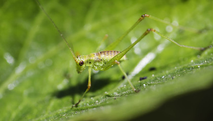 Cricket nymphs