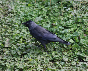 Western jackdaw