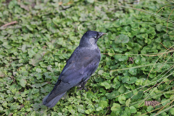 Western jackdaw