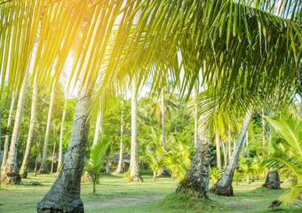 Palm trees at tropical coast