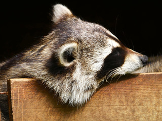 Raton laveur