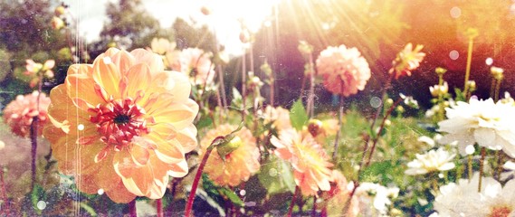Fototapeta na wymiar Grußkarte - Dahlien - Sommer Herbst Garten Blumen Hintergrund Banner